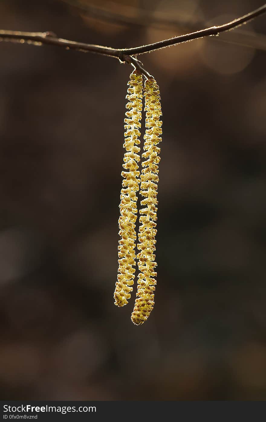 Yellow Leaves on Tree Stem in Bokeh Photography