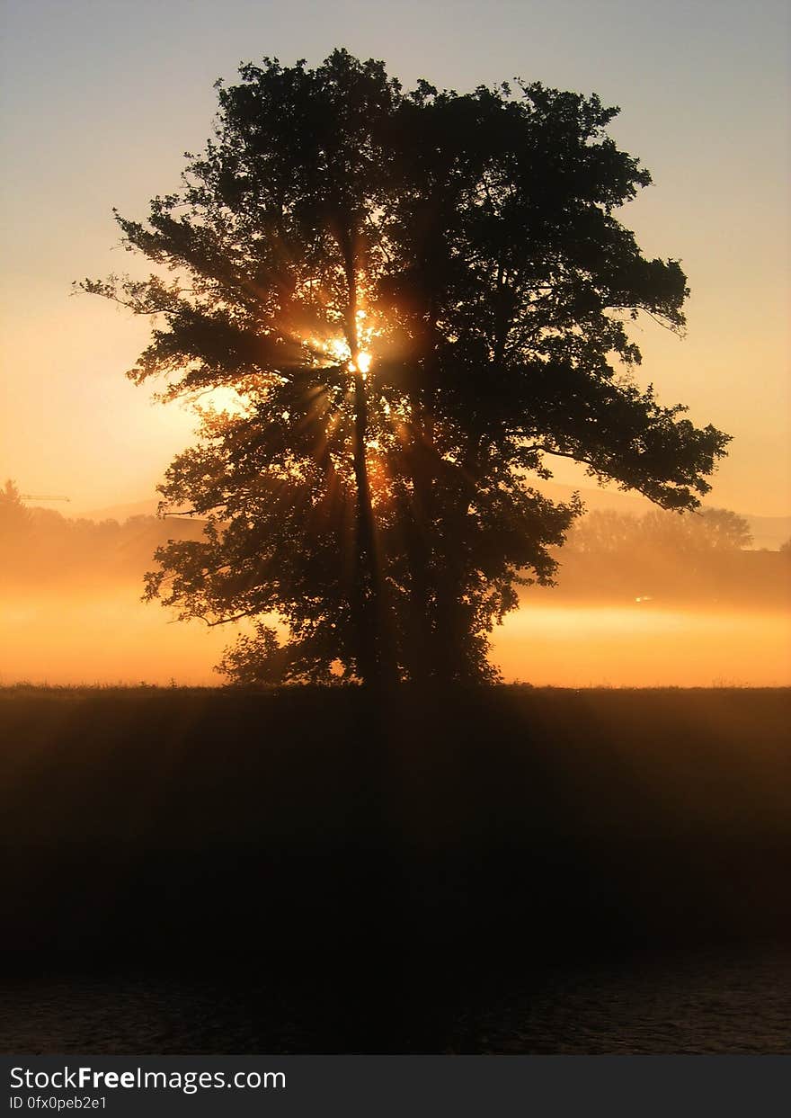 Green Tree over the Sunset