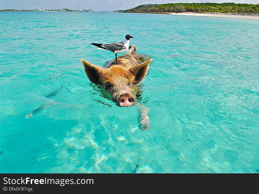 White and Gray Bird on the Bag of Brown and Black Pig Swimming on the Beach during Daytime