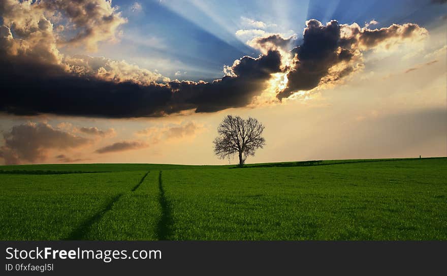 Sky, Field, Cloud, Grassland