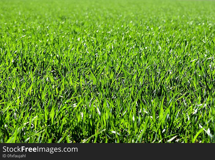 Grass, Green, Field, Crop