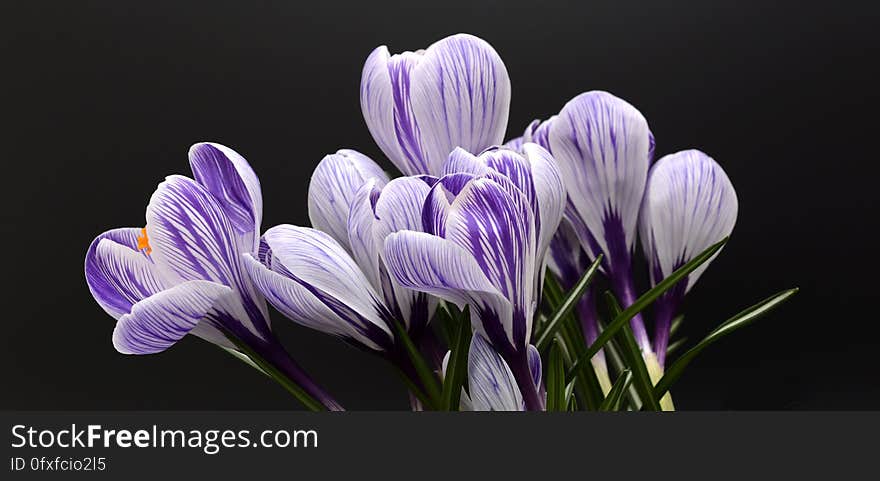 Flower, Plant, Purple, Violet