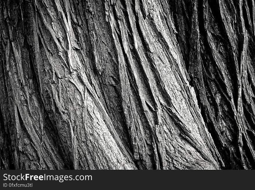 Black, Black And White, Monochrome Photography, Tree