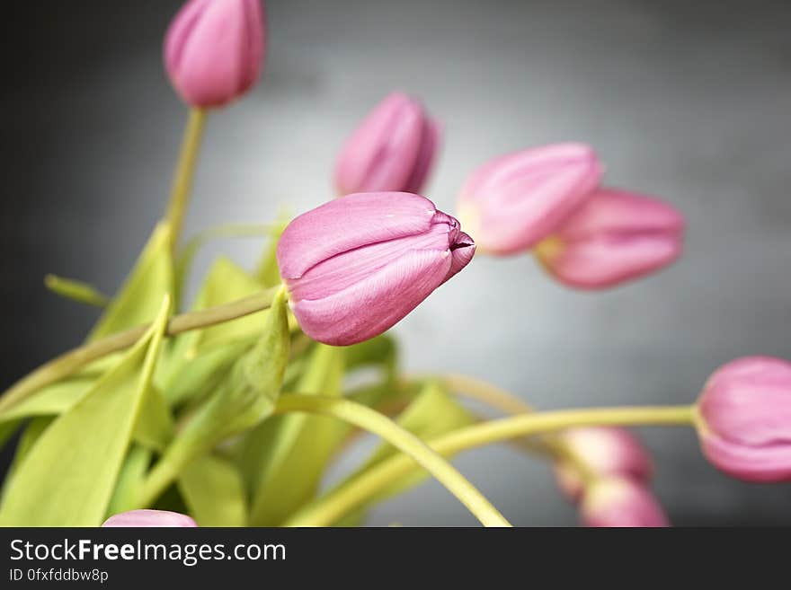 Flower, Pink, Flora, Plant