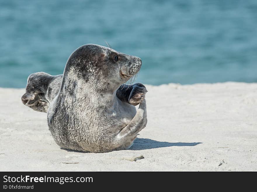 Harbor Seal, Seals, Fauna, Terrestrial Animal