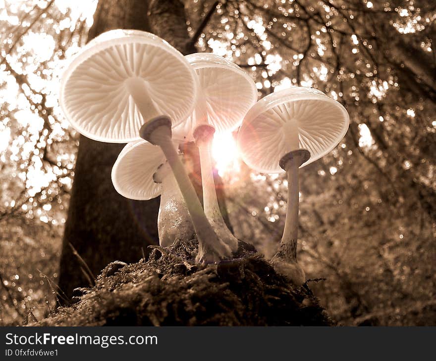 Mushroom, Fungus, Edible Mushroom, Tree