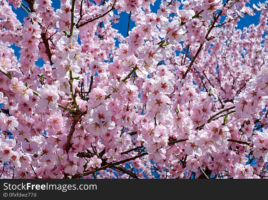 Blossom, Pink, Flower, Spring