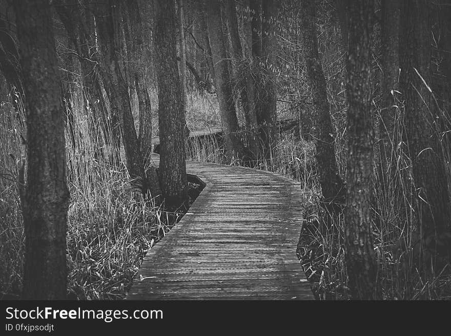 Boardwalk Amidst Trees in Forest