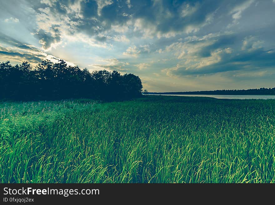 Green fields with plants under cloudy skies.