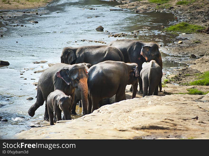 A herd of elephants drinking on a river.