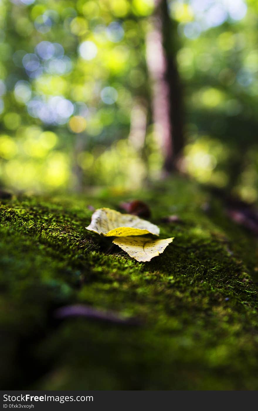 Close up of golden autumn leaf on moss outside in sunny park.