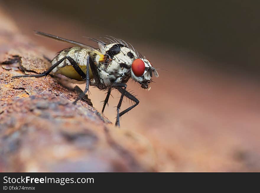 A close up of a fly on a rough surface. A close up of a fly on a rough surface.