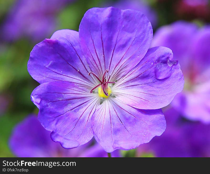 Blue and Purple Flower