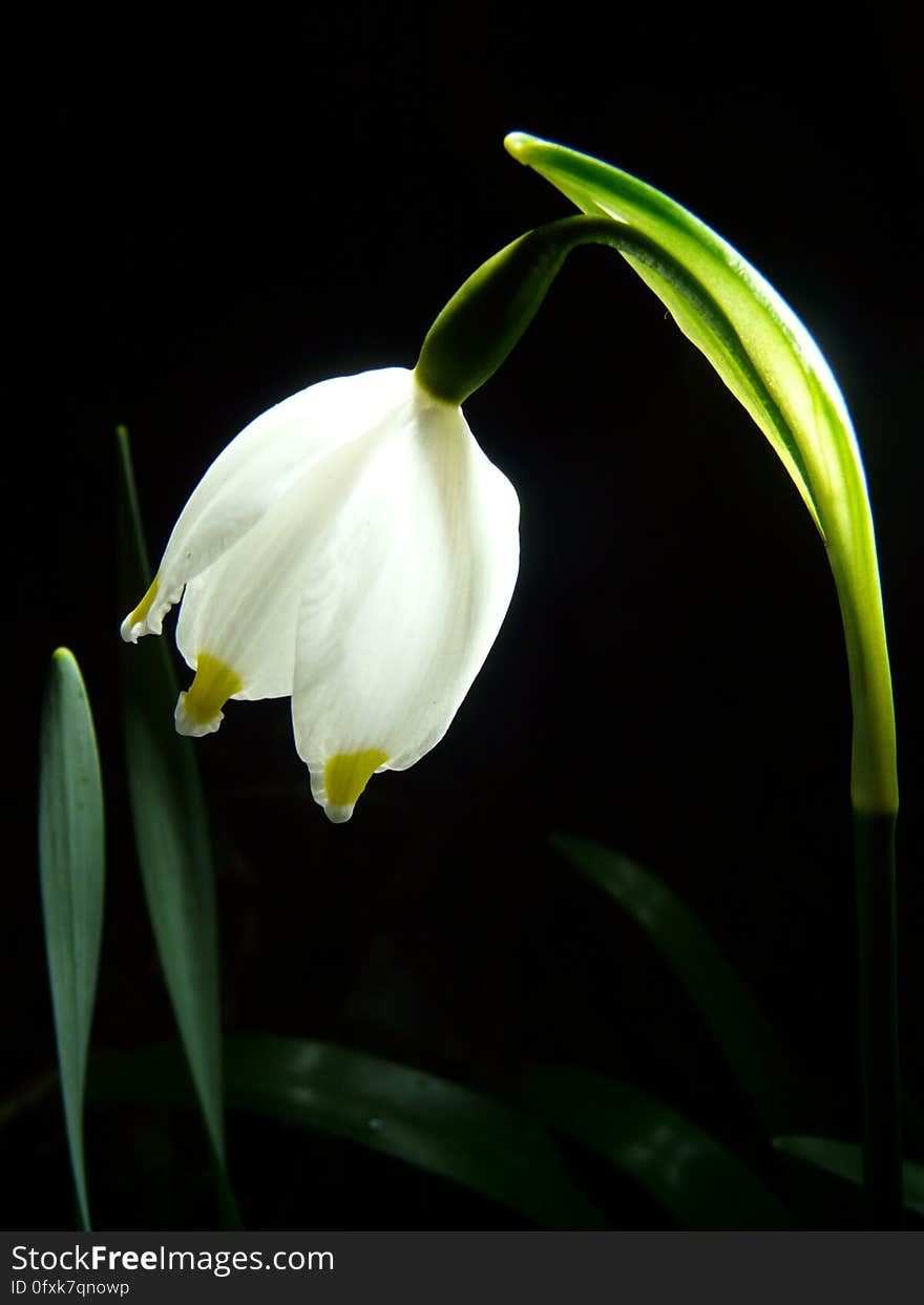 A close up of spring snowflake flower.