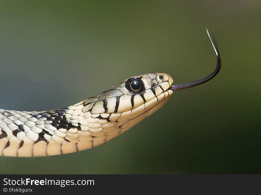 White and Black Snake on Close Up Photography