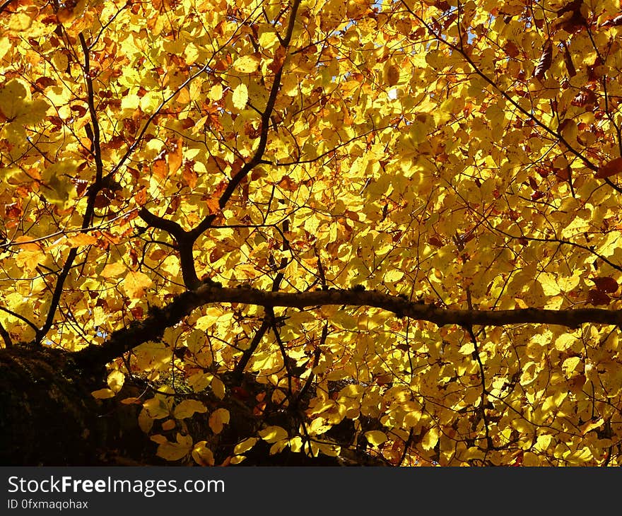 Yellow, Leaf, Deciduous, Maidenhair Tree