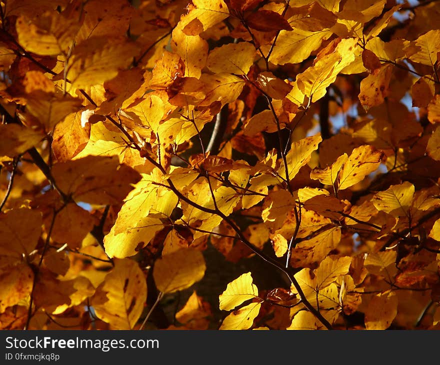 Yellow, Autumn, Leaf, Deciduous