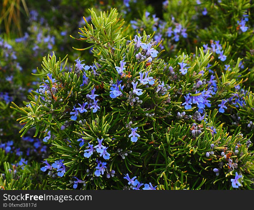 Plant, Flora, Flower, Rosemary