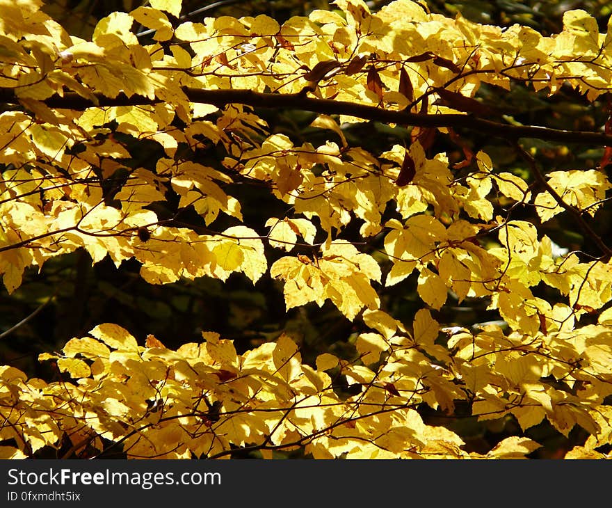 Yellow, Deciduous, Maidenhair Tree, Leaf