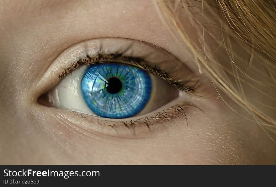 Eyebrow, Eye, Close Up, Eyelash