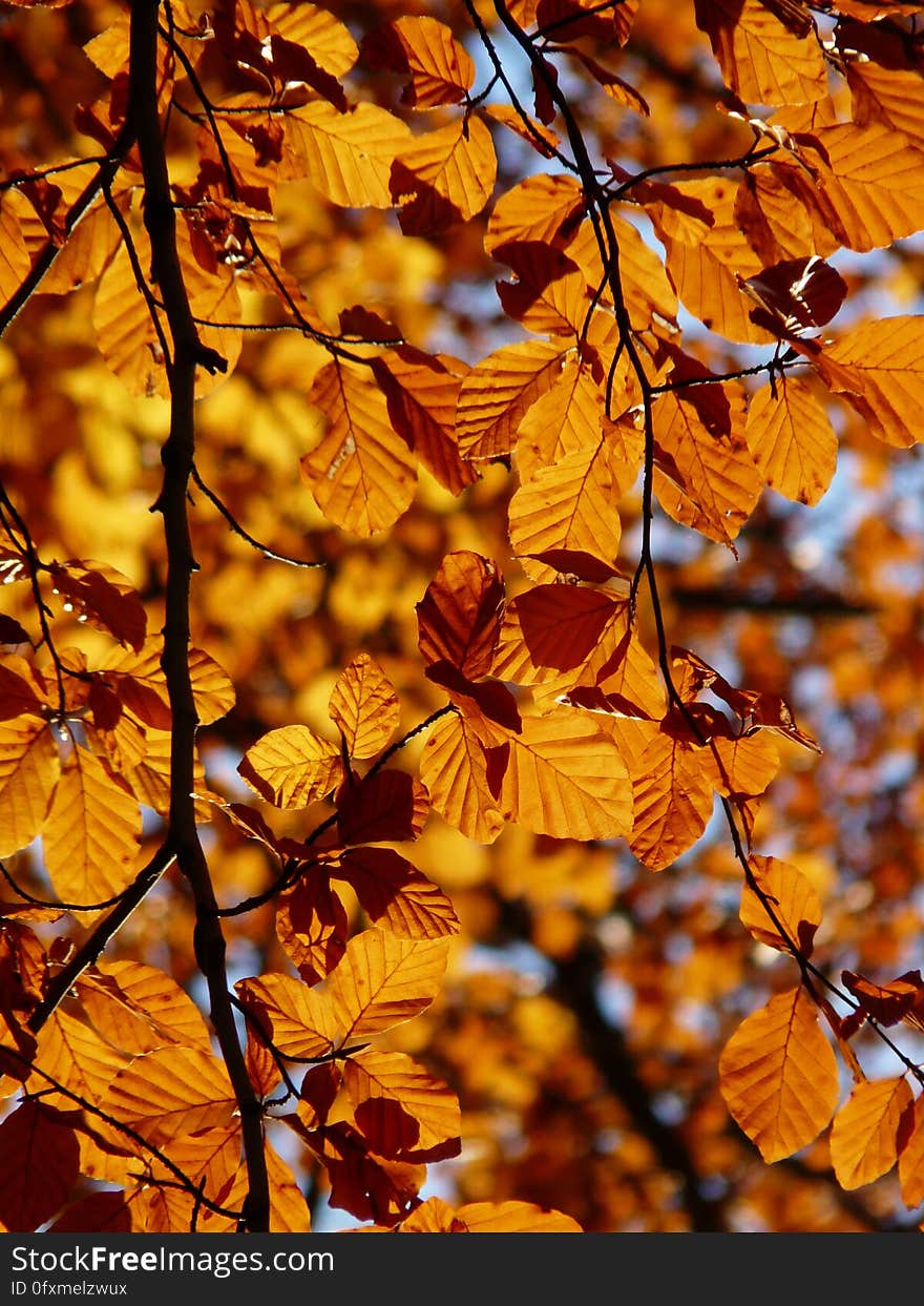 Branch, Autumn, Deciduous, Yellow