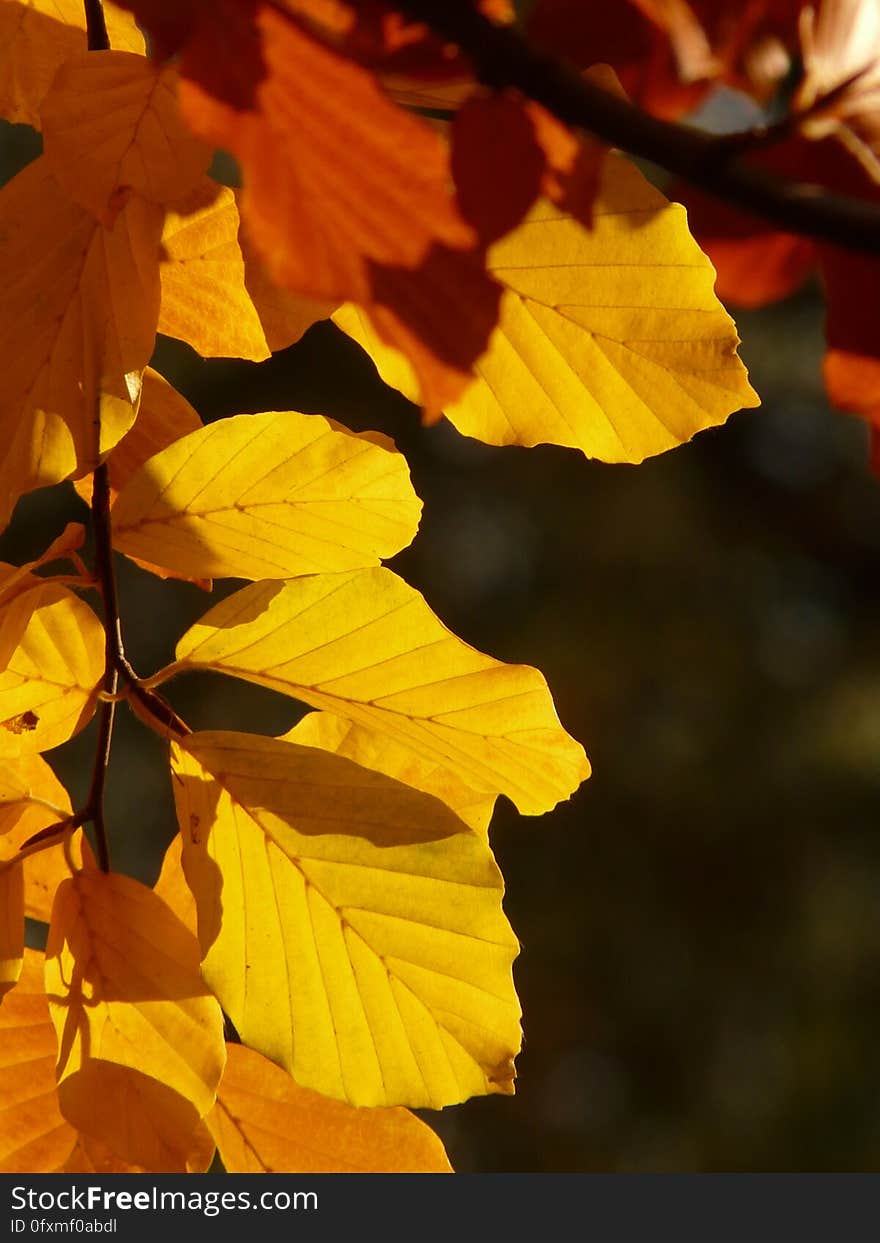 Yellow, Leaf, Deciduous, Autumn