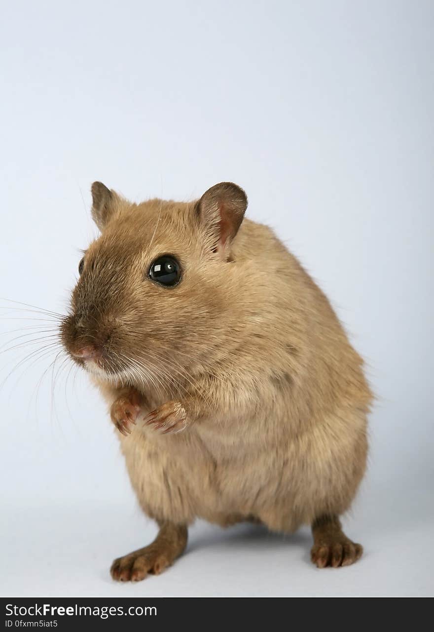 Gerbil, Fauna, Mouse, Mammal