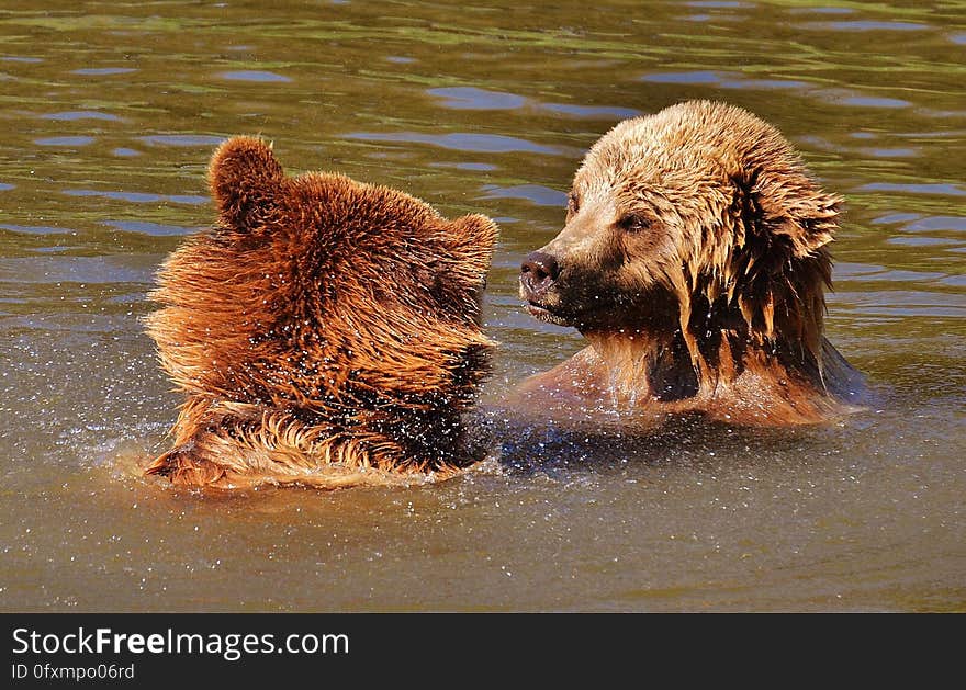 Brown Bear, Grizzly Bear, Mammal, Dog