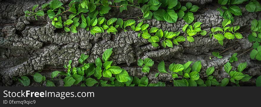 Green, Vegetation, Plant, Leaf