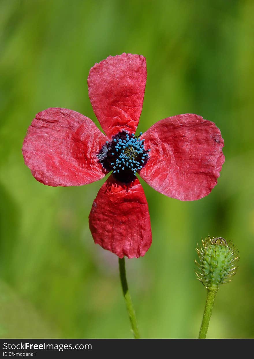 Flower, Red, Flora, Wildflower