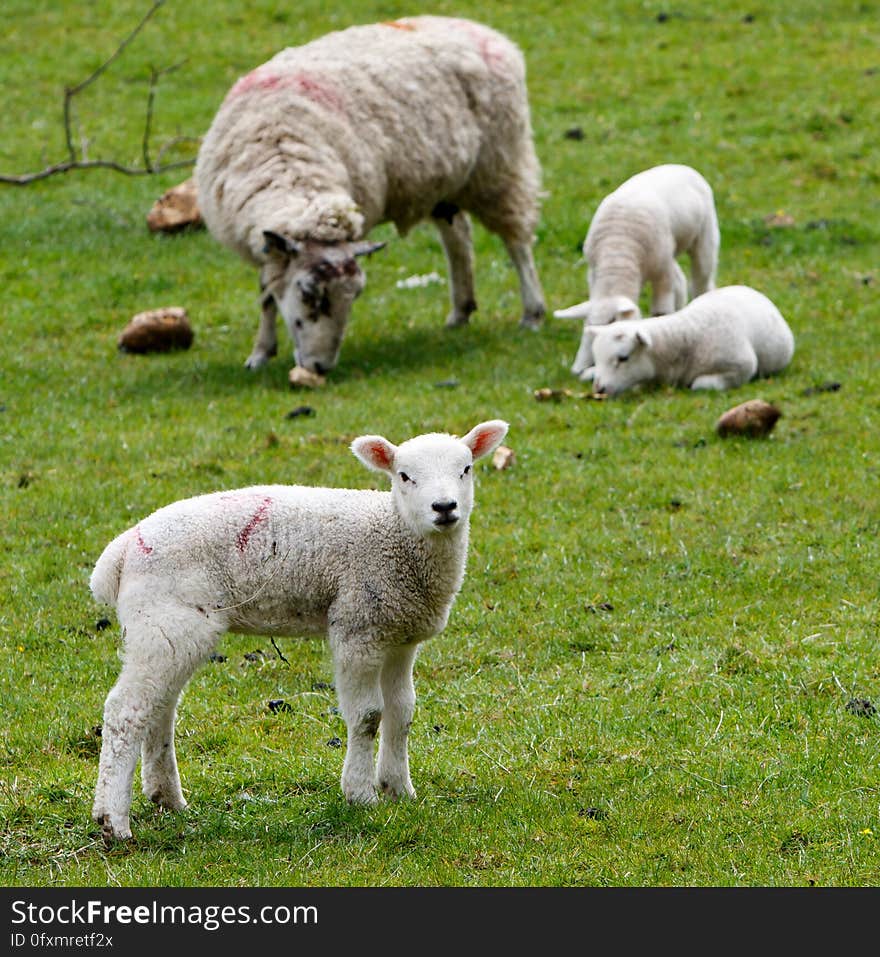 Sheep, Pasture, Grassland, Grazing