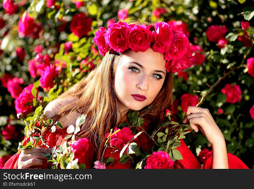 Flower, Rose Family, Rose, Flowering Plant