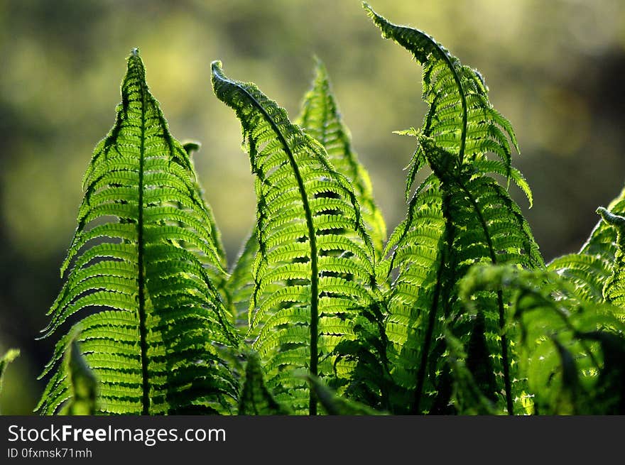 Vegetation, Plant, Ostrich Fern, Leaf