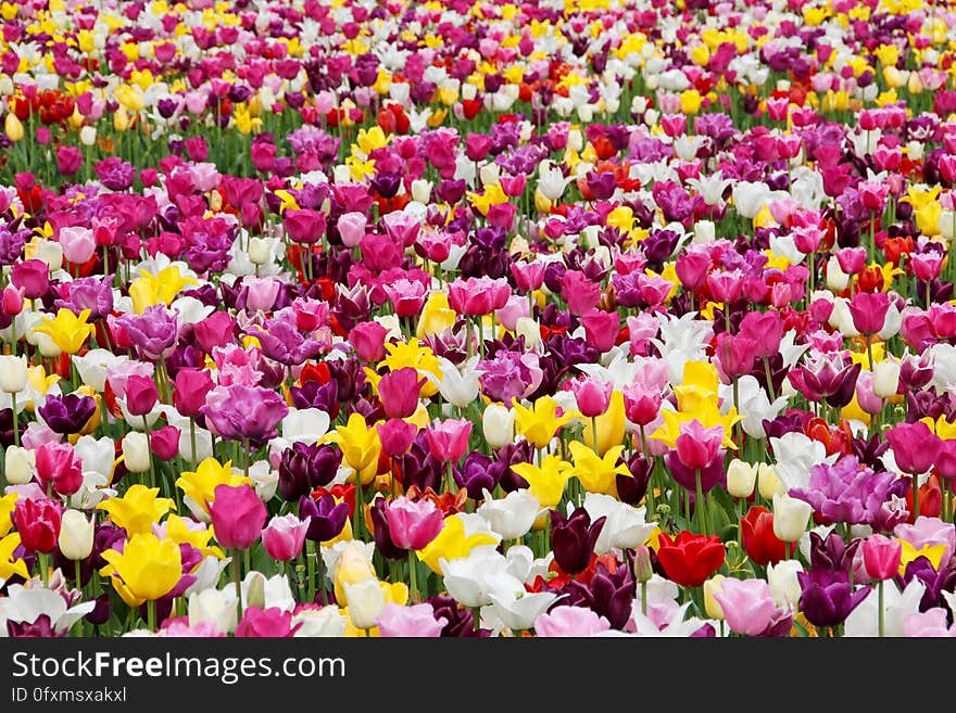 Flower, Plant, Flowering Plant, Pink