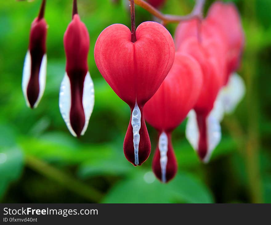 Flora, Flower, Close Up, Petal