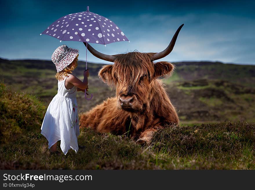 Cattle Like Mammal, Grassland, Horn, Highland