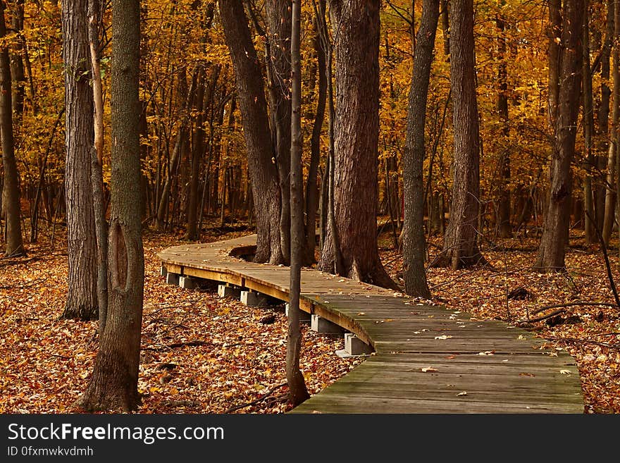 Nature, Woodland, Path, Autumn