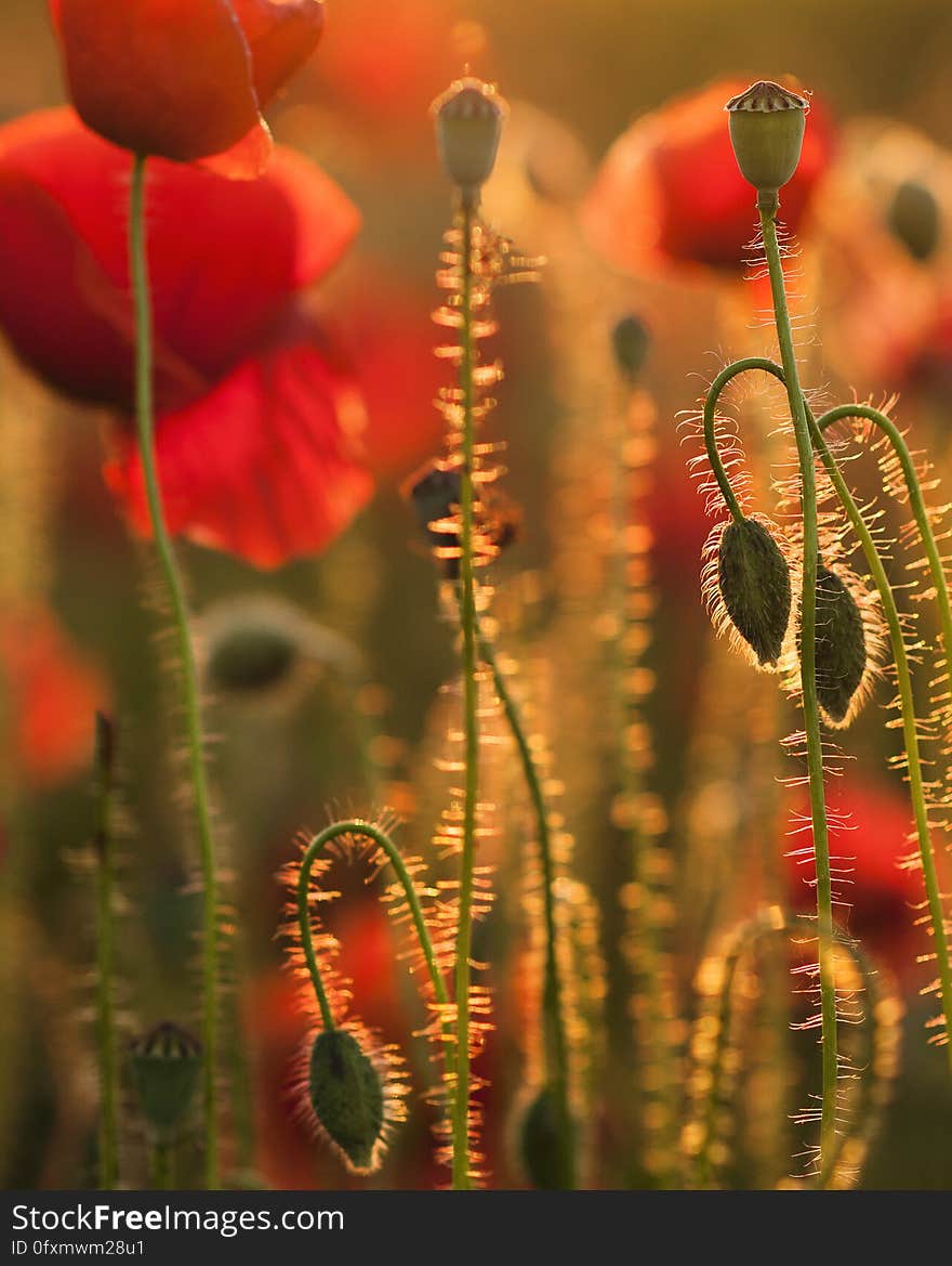 Red, Flower, Flora, Poppy