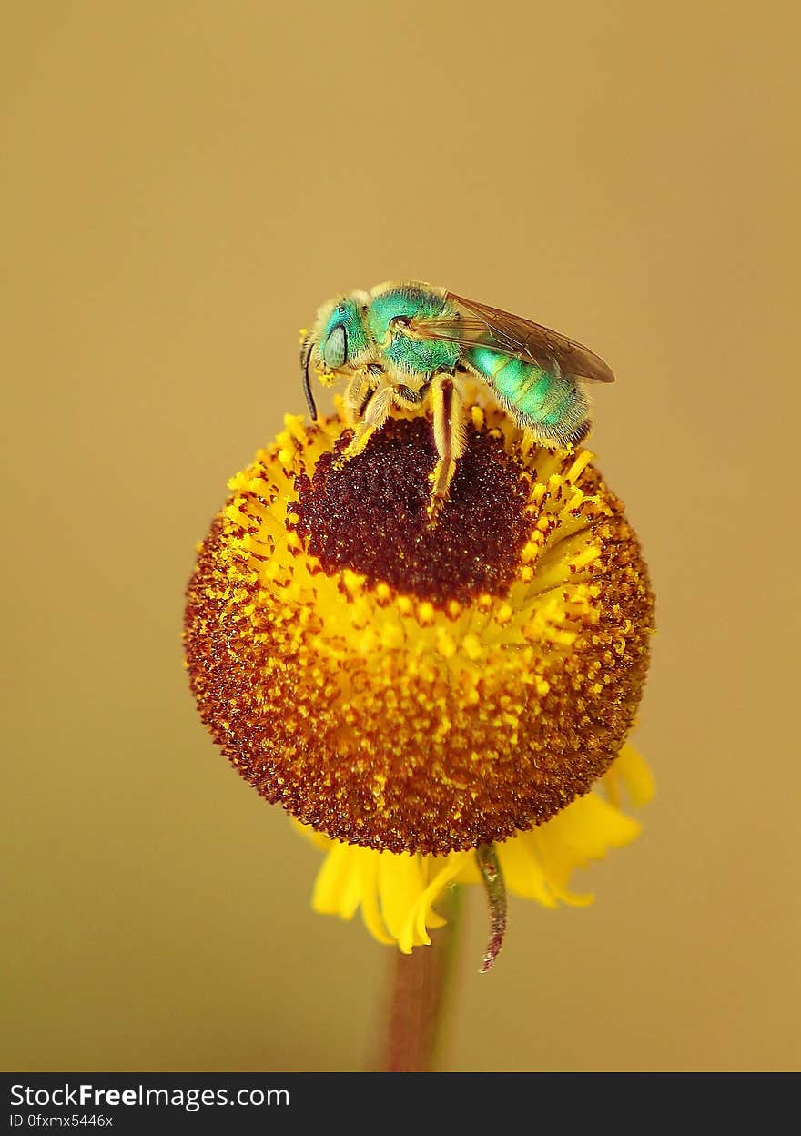 Insect, Macro Photography, Close Up, Invertebrate