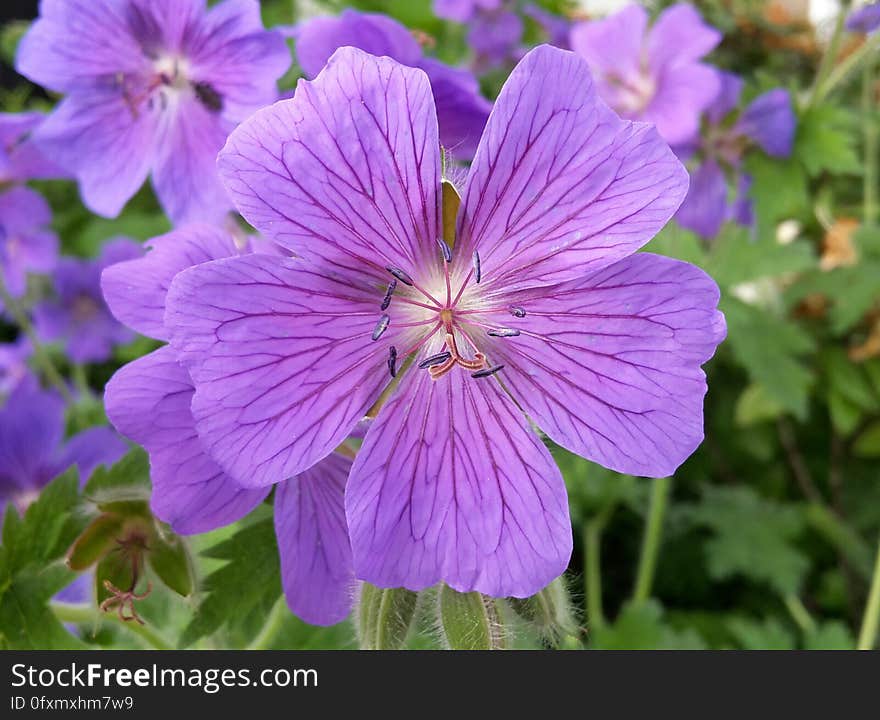 Flower, Plant, Purple, Flora