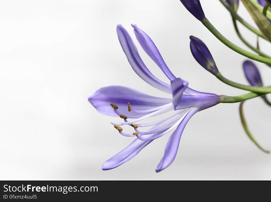 Flower, Plant, Purple, Violet