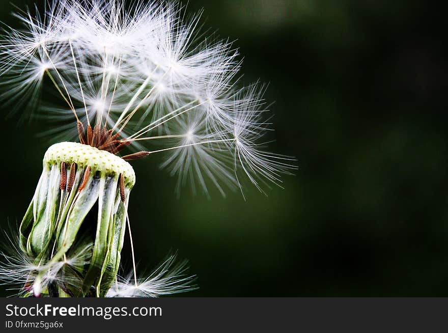 Dandelion, Flower, Flora, Plant