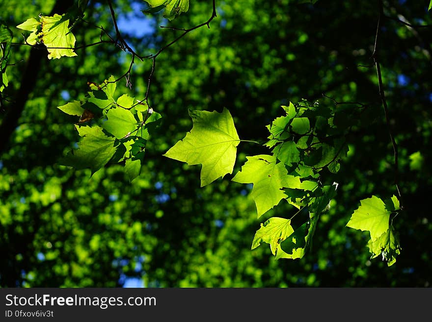 Leaf, Green, Nature, Tree