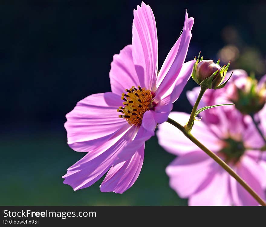 Flower, Garden Cosmos, Flora, Purple