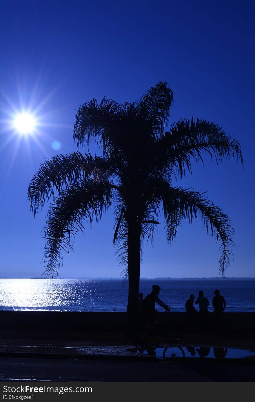 Sky, Palm Tree, Sea, Arecales