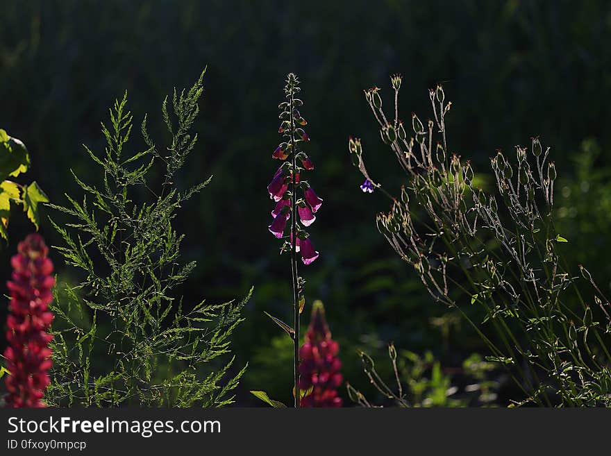 Plant, Flora, Flower, Wildflower