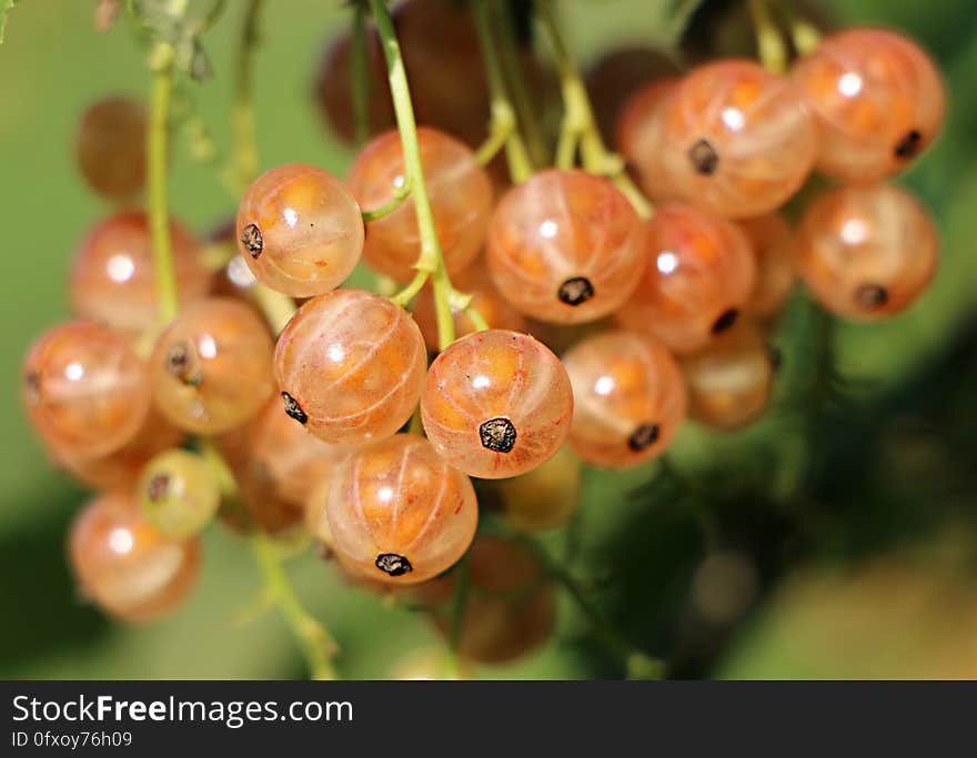 Berry, Close Up, Fruit, Macro Photography