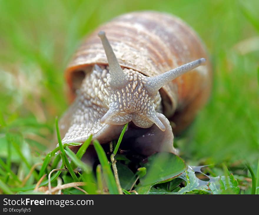 Snail, Terrestrial Animal, Snails And Slugs, Molluscs