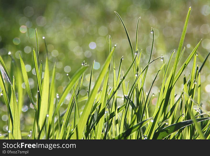 Water, Grass, Vegetation, Dew