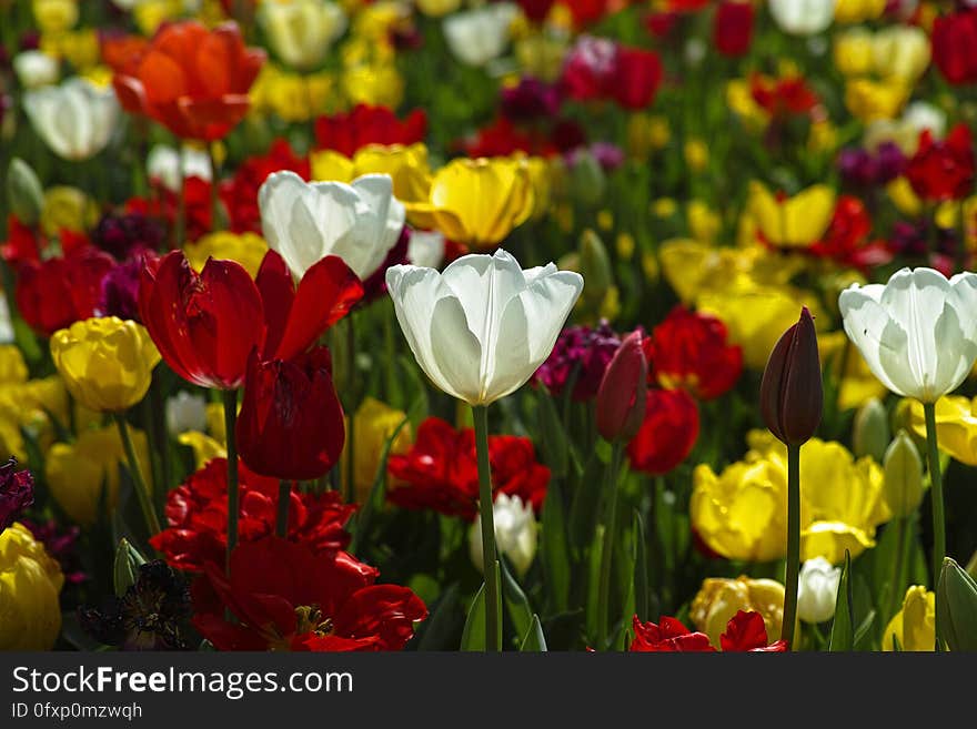 Flower, Plant, Flowering Plant, Tulip